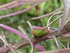 Stictocephala basalis