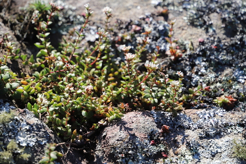 Image of Delosperma subpetiolatum by (c) Suvarna Parbhoo Mohan, some rights reserved (CC BY-SA)
