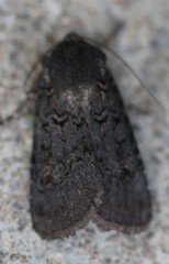 Euxoa velleripennis