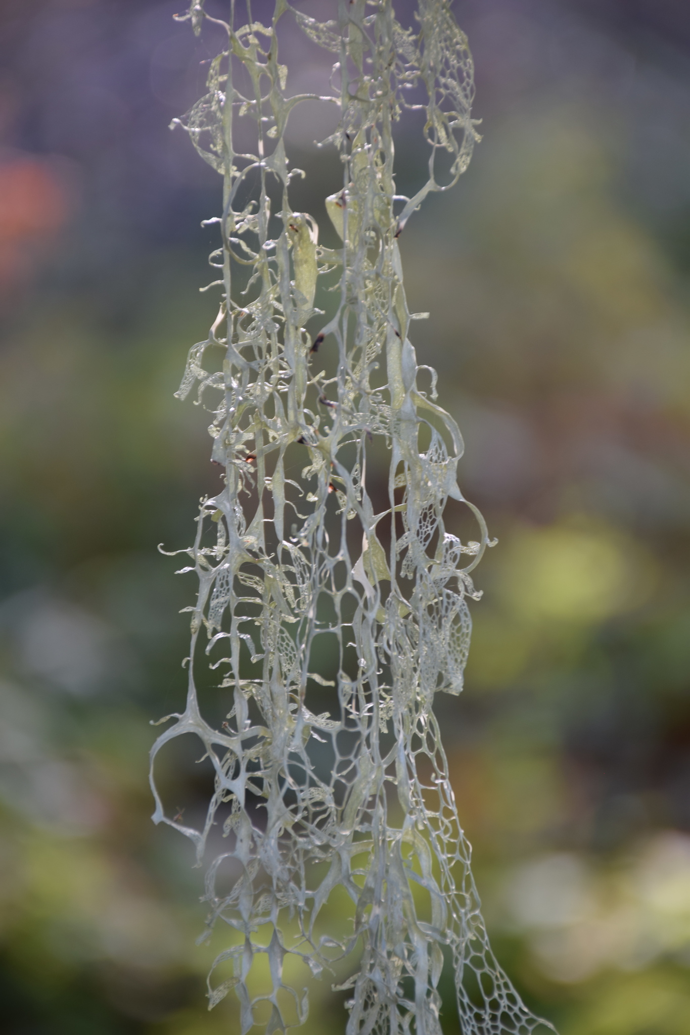 Ramalina menziesii image