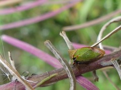Stictocephala basalis