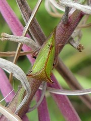 Stictocephala basalis