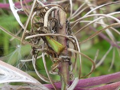 Stictocephala basalis