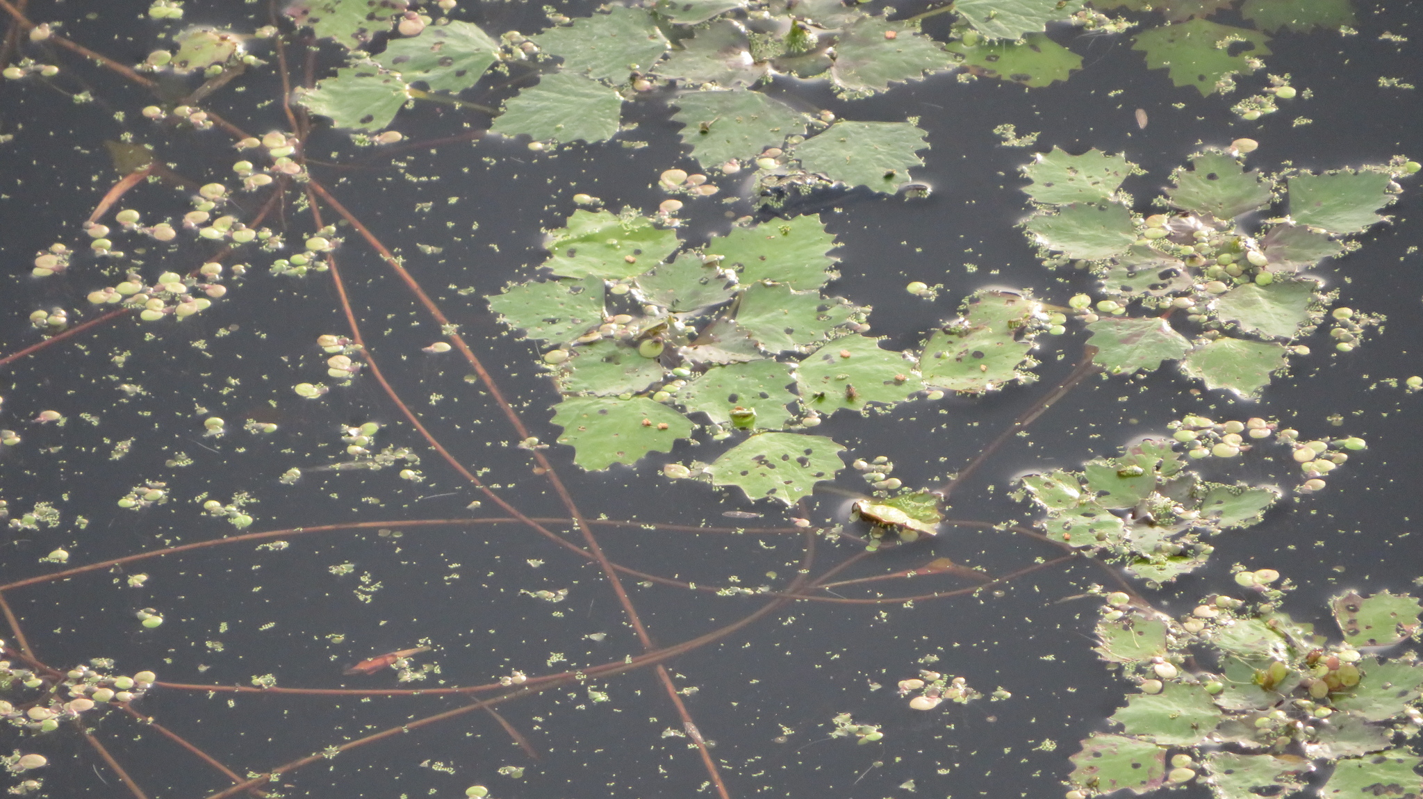 Trapa japonica