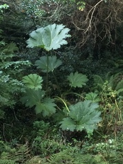 Gunnera tinctoria