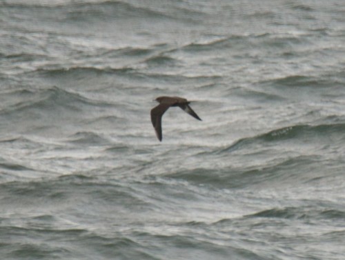 Parasitic Jaeger, 's-Gravenhage, NL-ZH, NL, photo 10 of 10