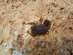 Centruroides rodolfoi