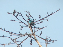 Cotinga cayana