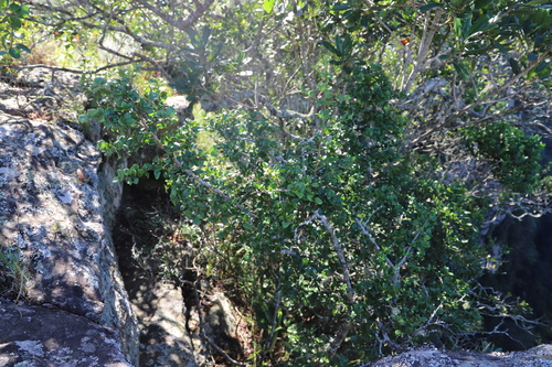 Pondo Turkeyberry (Canthium vanwykii)