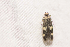 Oegoconia novimundi