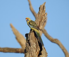 Platycercus elegans flaveolus