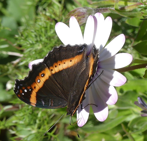 Garden Commodore