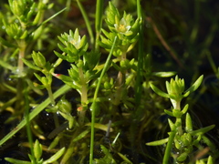 Crassula decumbens