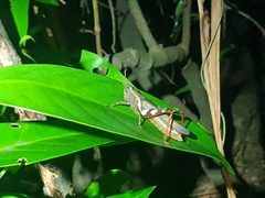 Xenocatantops brachycerus