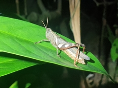 Xenocatantops brachycerus
