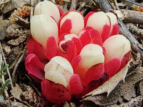Red Rockrose-parasite
