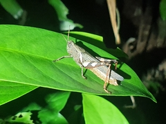 Xenocatantops brachycerus