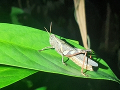 Xenocatantops brachycerus