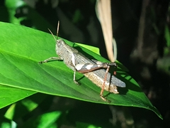 Xenocatantops brachycerus
