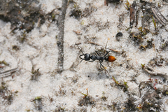 Myrmecia mandibularis