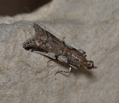 Assara holophragma