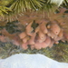 Pink Turret Sponge - Photo (c) Louis-Philippe Bateman, some rights reserved (CC BY-NC), uploaded by Louis-Philippe Bateman