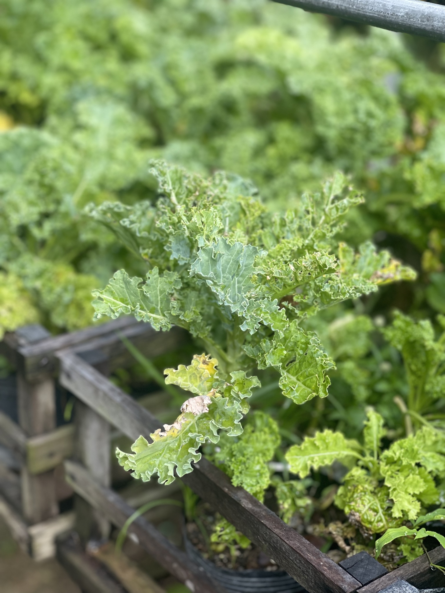 Brassica oleracea — ảnh 2