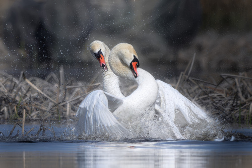 Cygne tuberculé