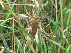 Asilus crabroniformis