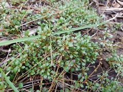 Samolus repens repens