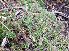 Samolus repens repens