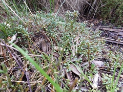 Samolus repens repens