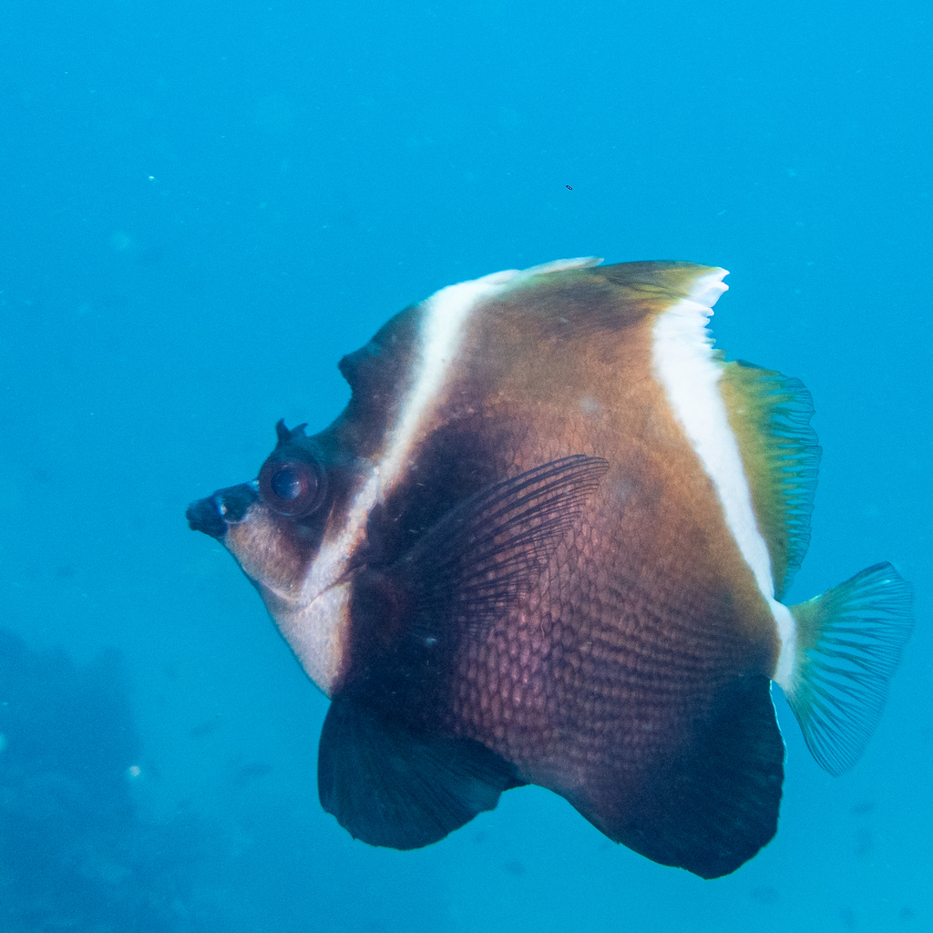 Horned Bannerfish