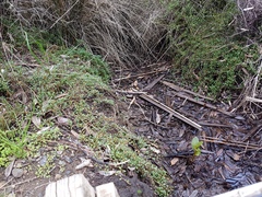 Samolus repens repens