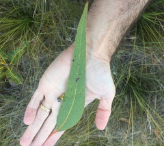 Eucalyptus bancroftii