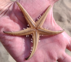 Astropecten bispinosus