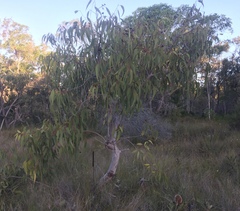Eucalyptus bancroftii