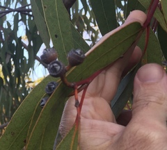 Eucalyptus bancroftii