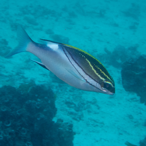 Bridled Monocle Bream (Scolopsis bilineata)
