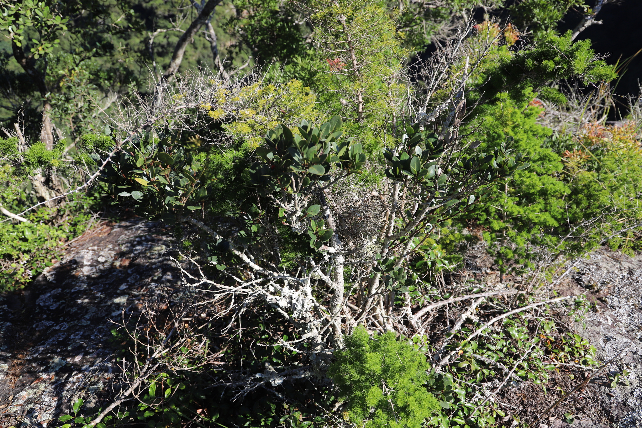 Pondo White Pear (Apodytes abbottii)