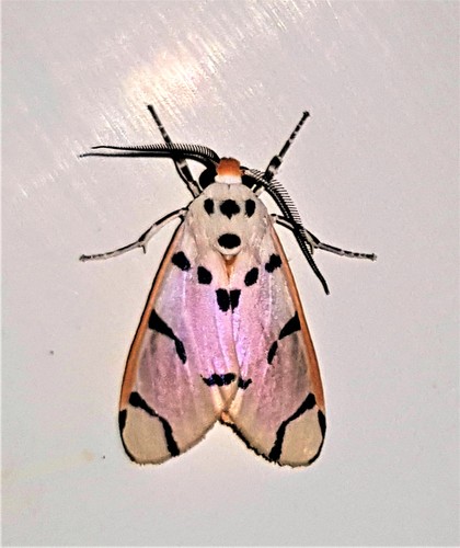 Aphyle margaritaceus