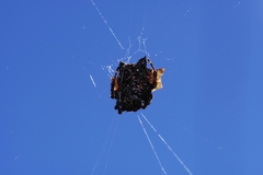 Gasteracantha mediofusca