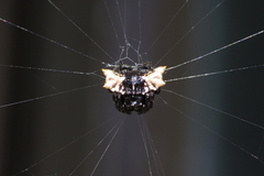 Gasteracantha mediofusca