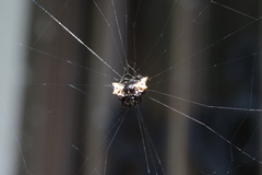 Gasteracantha mediofusca