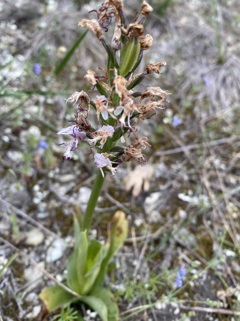 Orchis simia