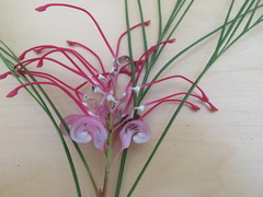 Grevillea