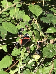 Vanessa atalanta