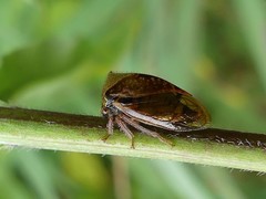 Stictocephala basalis