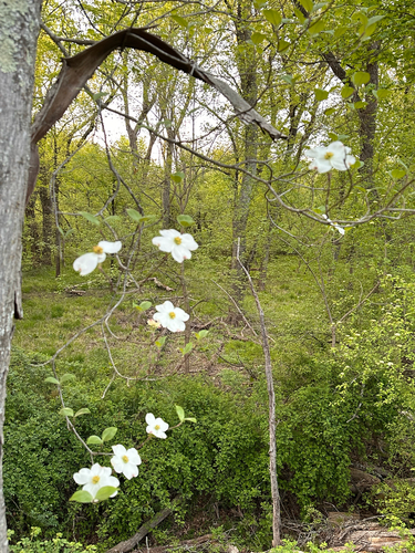 Flowering Dogwood