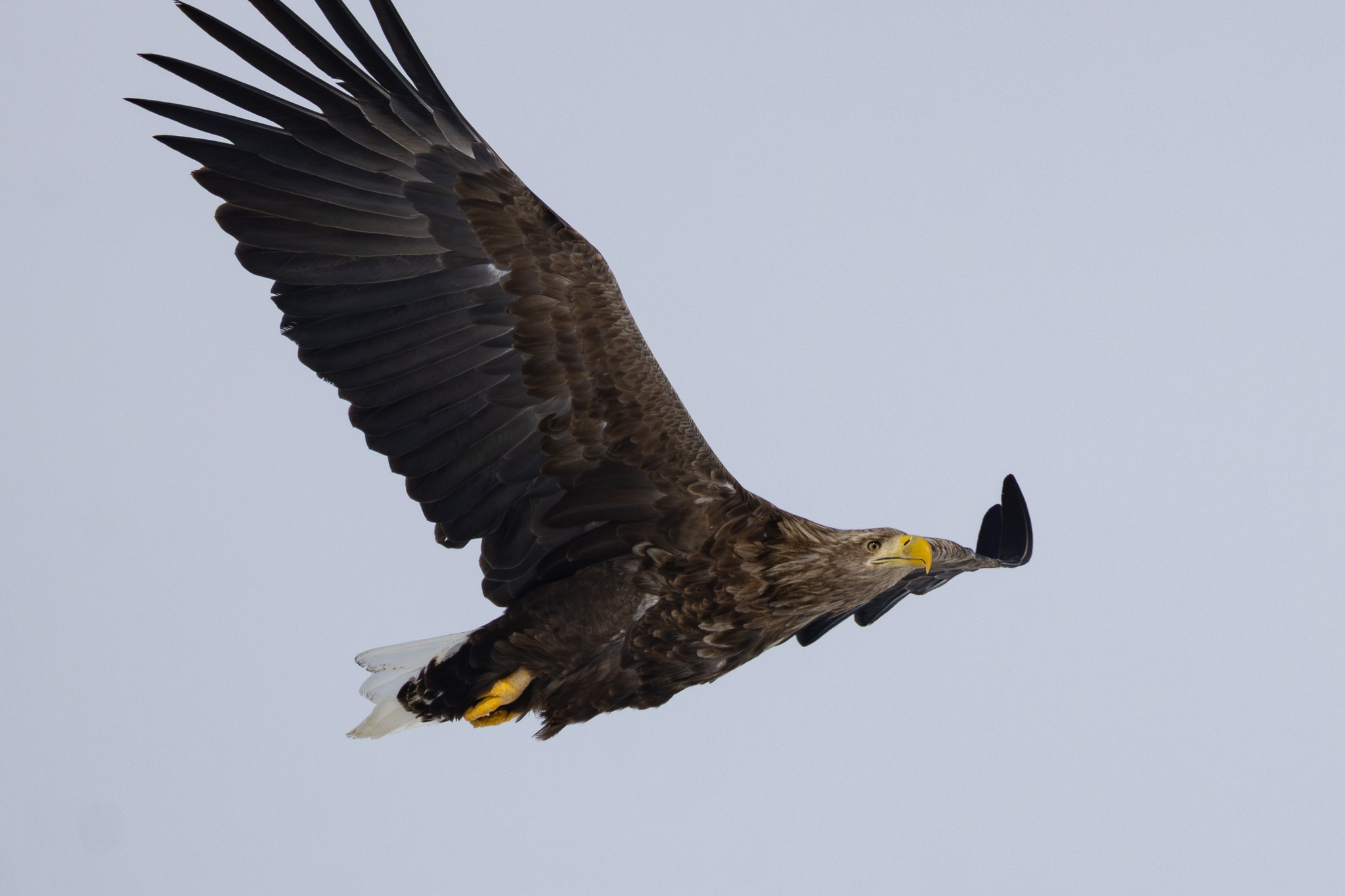 White-tailed Eagle (Haliaeetus albicilla)